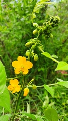 Senna hirsuta