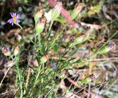 Vittadinia cuneata