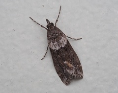 Eudonia submarginalis