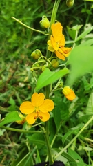 Senna hirsuta