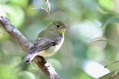 Ficedula