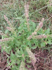 Ocimum tenuiflorum