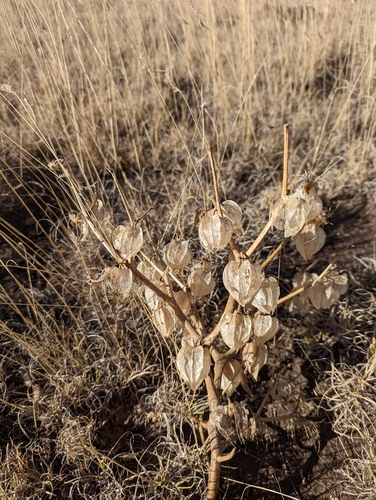 Image of Physalis neomexicana by (c) Conway Hawn, some rights reserved (CC BY)