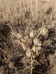 Physalis neomexicana