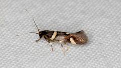 Macrobathra alternatella