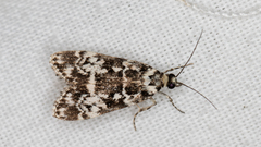 Scoparia exhibitalis