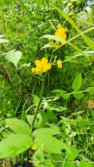 Senna hirsuta