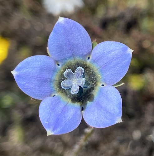 Cape Bluebell (Wahlenbergia capensis)