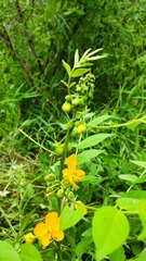Senna hirsuta