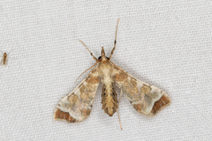 Leucinodes cordalis