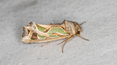 Cosmodes elegans