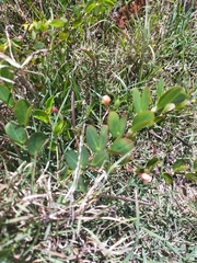 Chamaecrista rotundifolia