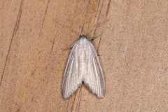 Prionopterina grammatistis