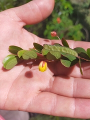 Chamaecrista rotundifolia