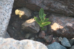 Acanthus ilicifolius