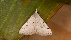 Dichromodes usurpatrix