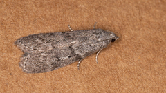 Heteromicta pachytera
