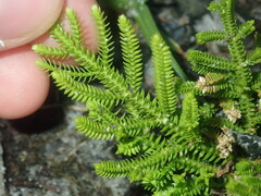Selaginella uliginosa