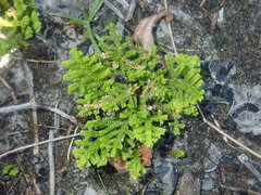 Selaginella uliginosa