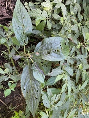 Paraphlomis javanica