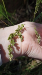 Chascolytrum subaristatum