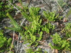 Selaginella uliginosa