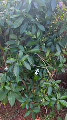 Tabernaemontana divaricata