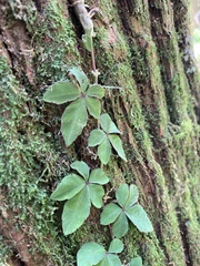 Tetrastigma obtectum
