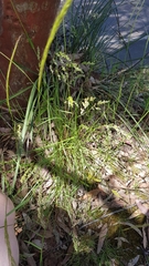 Chascolytrum subaristatum