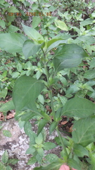 Isoglossa glandulosissima