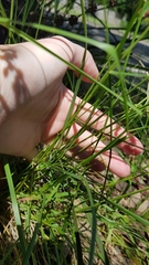 Chascolytrum subaristatum