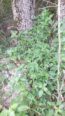 Isoglossa glandulosissima