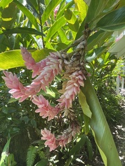 Alpinia