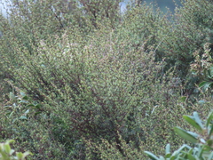 Kunzea robusta