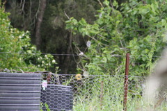 Stizoptera bichenovii