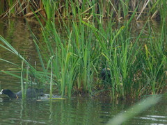 Fulica ardesiaca