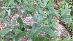 Chionanthus foveolatus