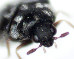 Anthrenocerus australis