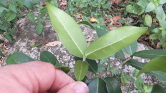 Chionanthus foveolatus