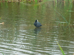 Fulica ardesiaca