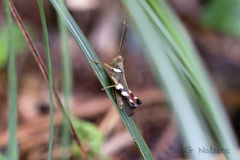 Apalacris nigrogeniculata