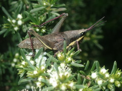 Monistria discrepans