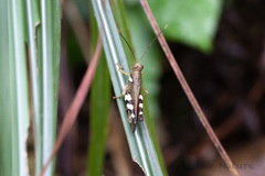 Apalacris nigrogeniculata