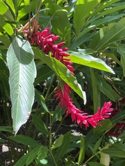 Alpinia