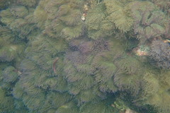 Amphiprion perideraion