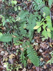 Dryopteris crassirhizoma