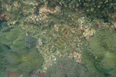 Epinephelidae