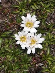 Hypochaeris taraxacoides