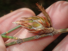 Cylindrococcus spiniferus