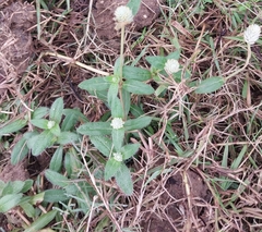 Gomphrena celosioides